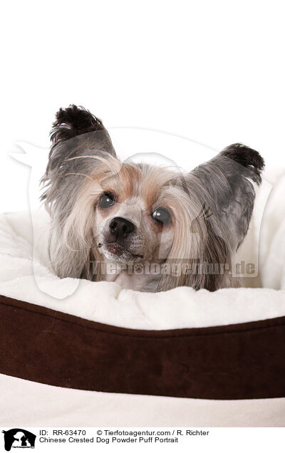 Chinesischer Schopfhund Portrait / Chinese Crested Dog Powder Puff Portrait / RR-63470