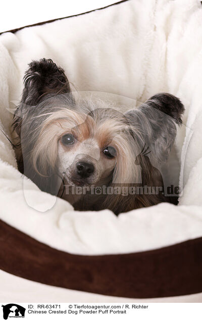 Chinesischer Schopfhund Portrait / Chinese Crested Dog Powder Puff Portrait / RR-63471