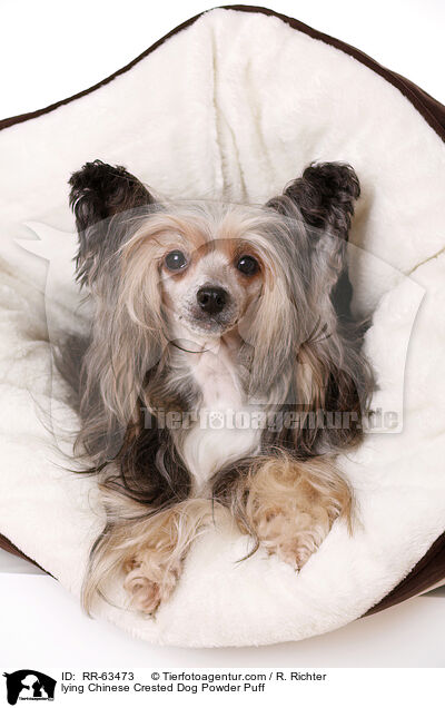 liegender Chinesischer Schopfhund / lying Chinese Crested Dog Powder Puff / RR-63473