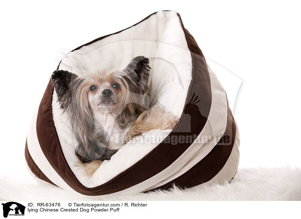 liegender Chinesischer Schopfhund / lying Chinese Crested Dog Powder Puff / RR-63476