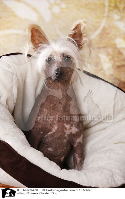 sitzender Chinesischer Schopfhund / sitting Chinese Crested Dog / RR-63479