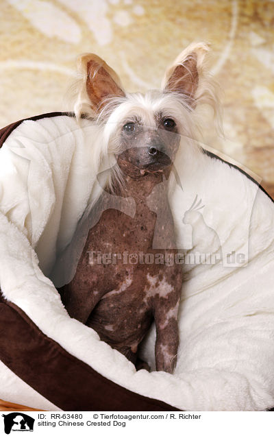 sitzender Chinesischer Schopfhund / sitting Chinese Crested Dog / RR-63480