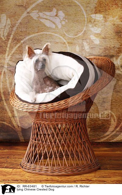 liegender Chinesischer Schopfhund / lying Chinese Crested Dog / RR-63481