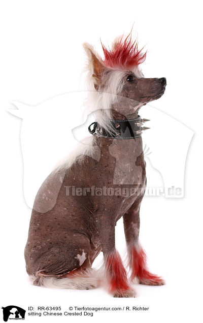 sitzender Chinesischer Schopfhund / sitting Chinese Crested Dog / RR-63495