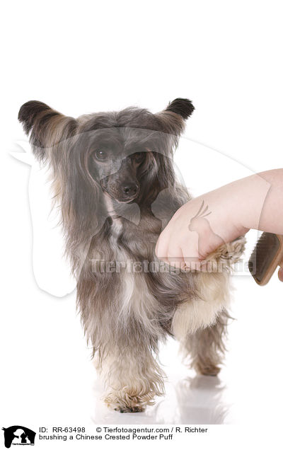 Chinesischer Schopfhund wird gebrstet / brushing a Chinese Crested Powder Puff / RR-63498