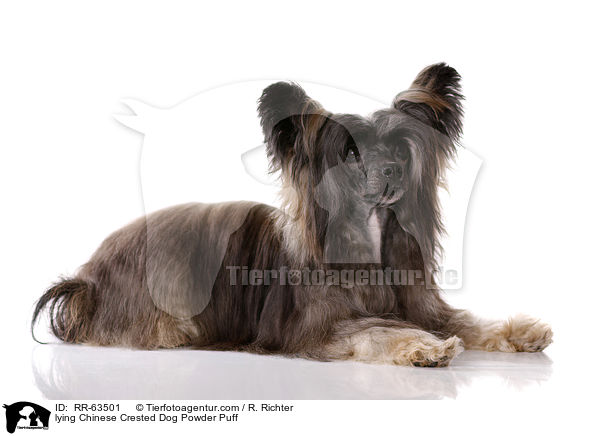 liegender Chinesischer Schopfhund / lying Chinese Crested Dog Powder Puff / RR-63501