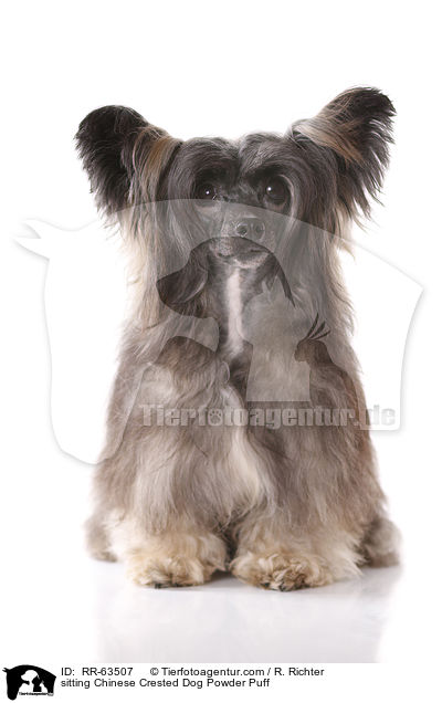 sitzender Chinesischer Schopfhund / sitting Chinese Crested Dog Powder Puff / RR-63507