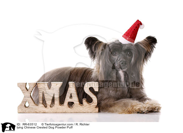 liegender Chinesischer Schopfhund / lying Chinese Crested Dog Powder Puff / RR-63512