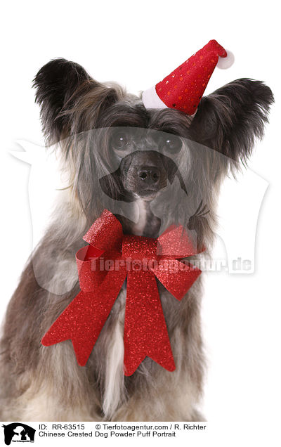 Chinesischer Schopfhund Portrait / Chinese Crested Dog Powder Puff Portrait / RR-63515