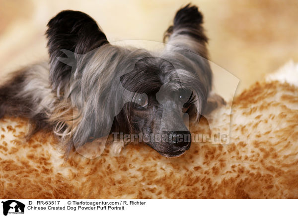 Chinesischer Schopfhund Portrait / Chinese Crested Dog Powder Puff Portrait / RR-63517