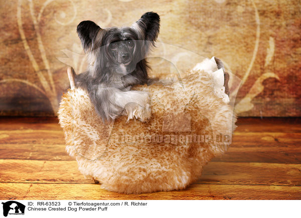 Chinesischer Schopfhund / Chinese Crested Dog Powder Puff / RR-63523