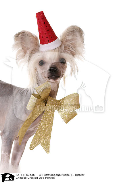 Chinesischer Schopfhund Portrait / Chinese Crested Dog Portrait / RR-63535