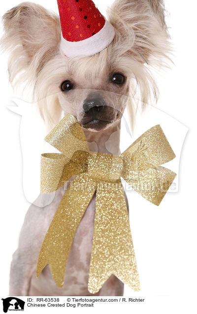 Chinesischer Schopfhund Portrait / Chinese Crested Dog Portrait / RR-63538