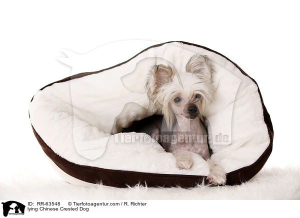 liegender Chinesischer Schopfhund / lying Chinese Crested Dog / RR-63548