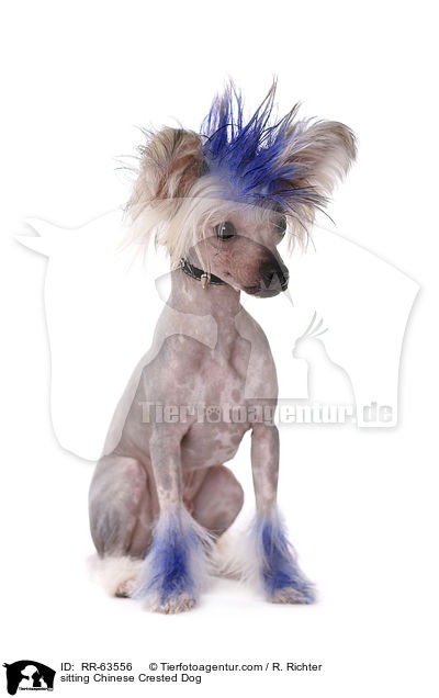 sitzender Chinesischer Schopfhund / sitting Chinese Crested Dog / RR-63556