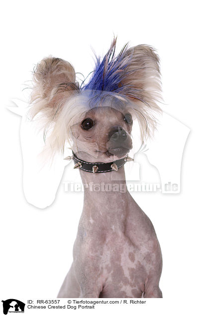 Chinesischer Schopfhund Portrait / Chinese Crested Dog Portrait / RR-63557