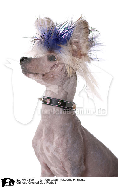 Chinesischer Schopfhund Portrait / Chinese Crested Dog Portrait / RR-63561