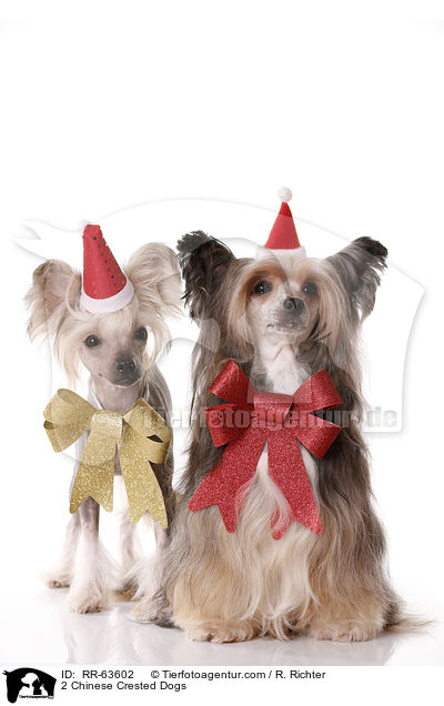 2 Chinesische Schopfhunde / 2 Chinese Crested Dogs / RR-63602
