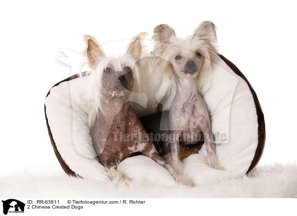 2 Chinesische Schopfhunde / 2 Chinese Crested Dogs / RR-63611