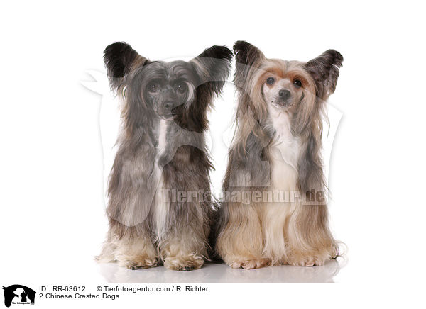2 Chinesische Schopfhunde / 2 Chinese Crested Dogs / RR-63612