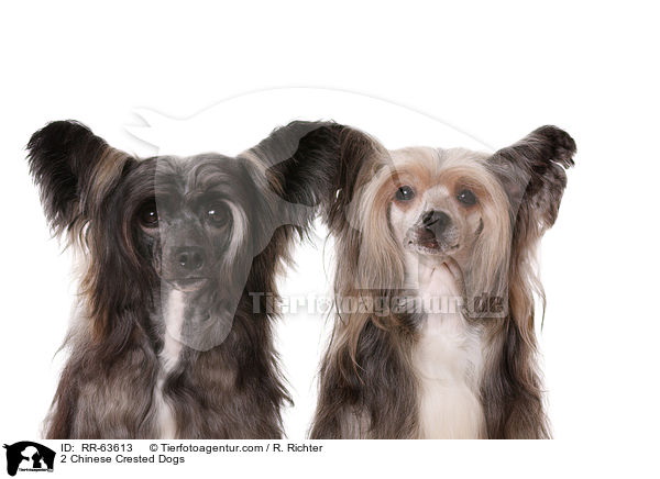 2 Chinesische Schopfhunde / 2 Chinese Crested Dogs / RR-63613