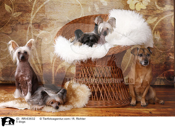 5 Hunde / 5 dogs / RR-63632