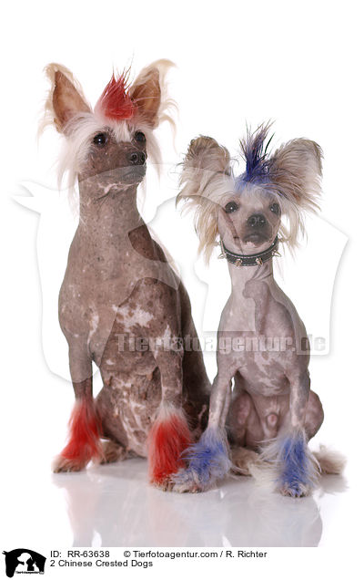 2 Chinesische Schopfhunde / 2 Chinese Crested Dogs / RR-63638