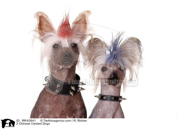 2 Chinesische Schopfhunde / 2 Chinese Crested Dogs / RR-63641