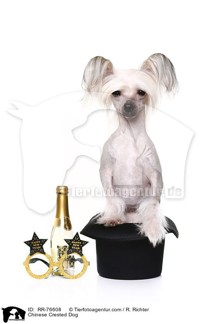 Chinese Crested Dog / RR-76608