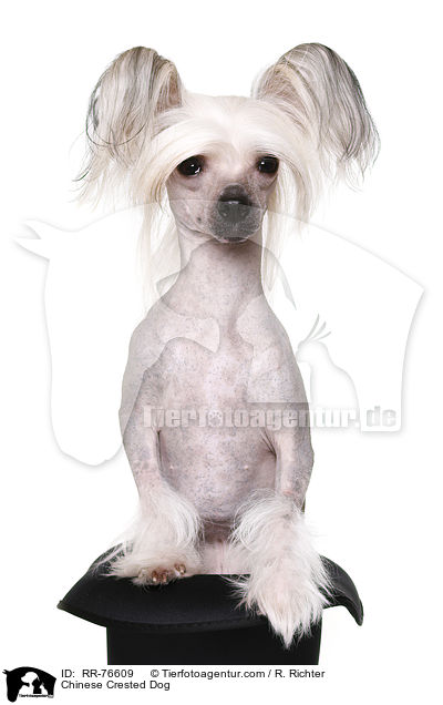 Chinesischer Schopfhund / Chinese Crested Dog / RR-76609