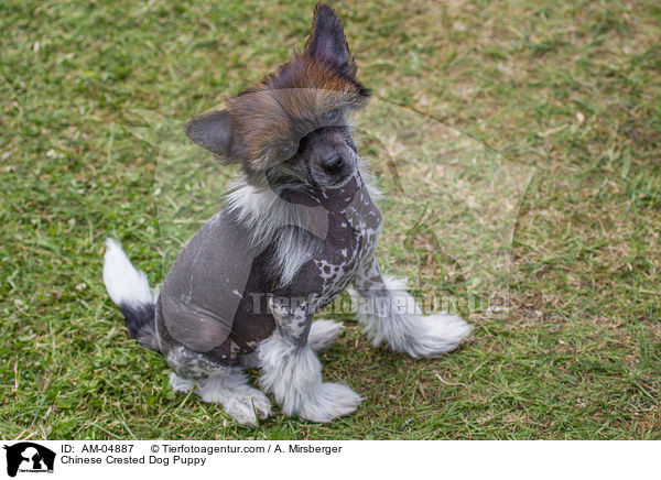 Chinese Crested Dog Welpe / Chinese Crested Dog Puppy / AM-04887