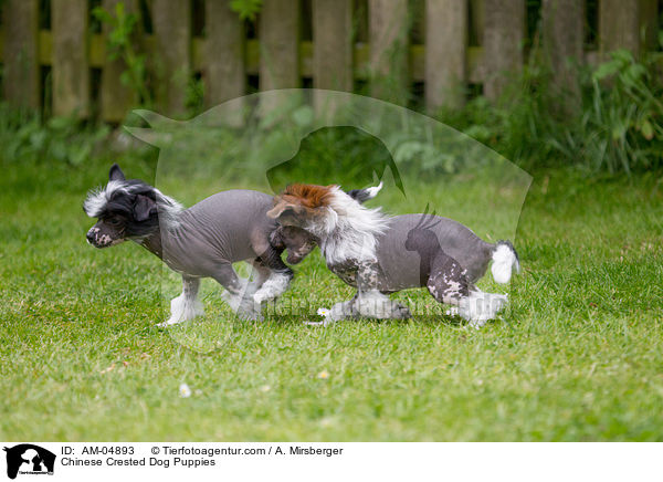 Chinese Crested Dog Welpen / Chinese Crested Dog Puppies / AM-04893