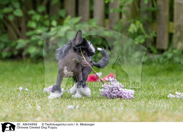 Chinese Crested Dog Welpe / Chinese Crested Dog Puppy / AM-04899
