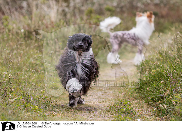 2 Chinese Crested Dogs / 2 Chinese Crested Dogs / AM-04908