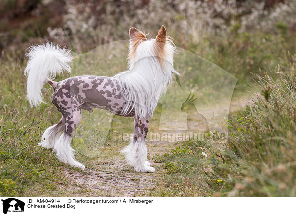Chinese Crested Dog / Chinese Crested Dog / AM-04914