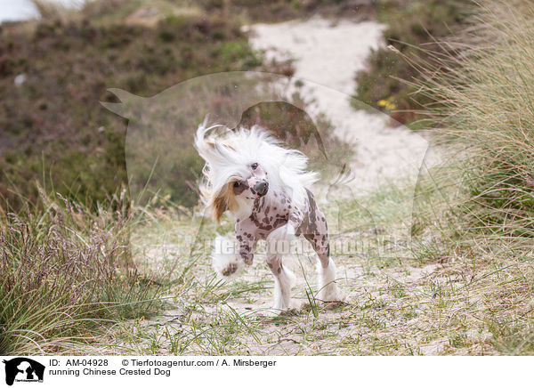 rennender Chinese Crested Dog / running Chinese Crested Dog / AM-04928
