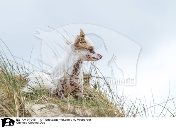 Chinese Crested Dog / Chinese Crested Dog / AM-04945
