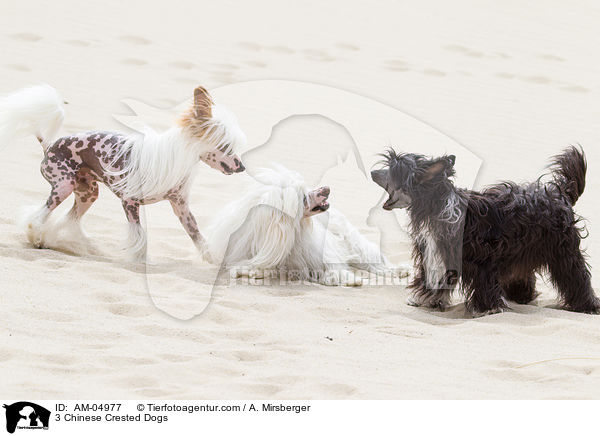 3 Chinese Crested Dogs / 3 Chinese Crested Dogs / AM-04977