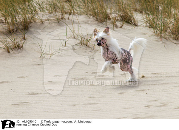 rennender Chinese Crested Dog / running Chinese Crested Dog / AM-05010