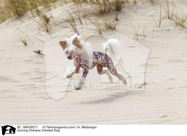 rennender Chinese Crested Dog / running Chinese Crested Dog / AM-05011
