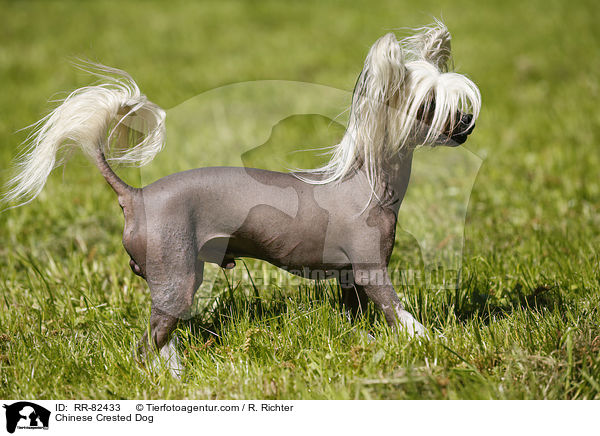 Chinesischer Schopfhund / Chinese Crested Dog / RR-82433
