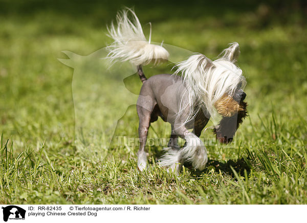 spielender Chinesischer Schopfhund / playing Chinese Crested Dog / RR-82435