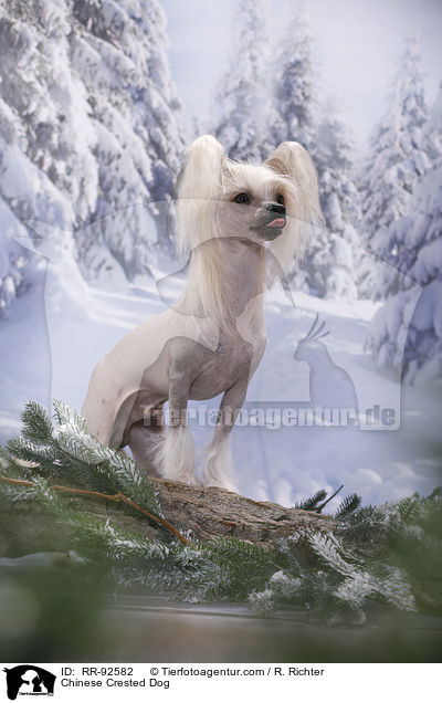 Chinese Crested Dog / Chinese Crested Dog / RR-92582