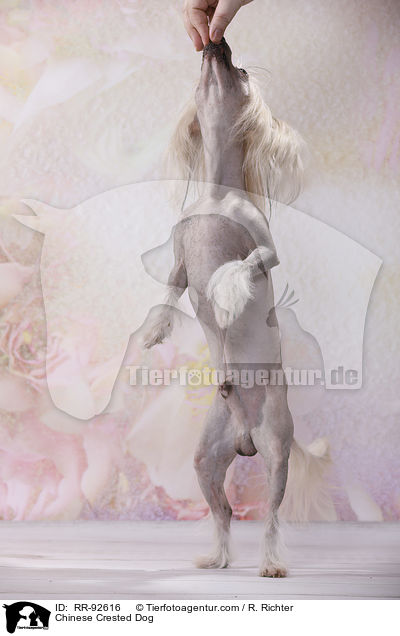 Chinese Crested Dog / Chinese Crested Dog / RR-92616