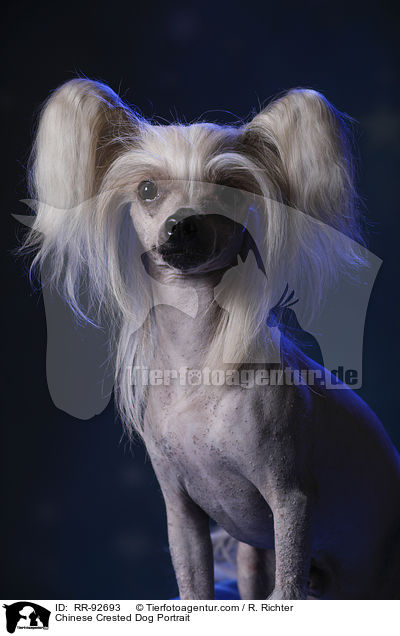 Chinese Crested Dog Portrait / RR-92693