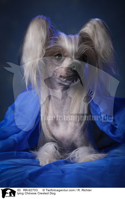 lying Chinese Crested Dog / RR-92703