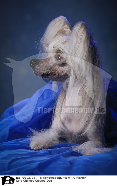 lying Chinese Crested Dog / RR-92705