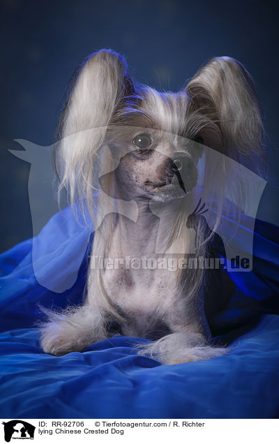 lying Chinese Crested Dog / RR-92706