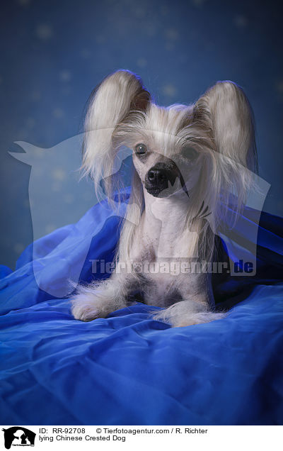 lying Chinese Crested Dog / RR-92708
