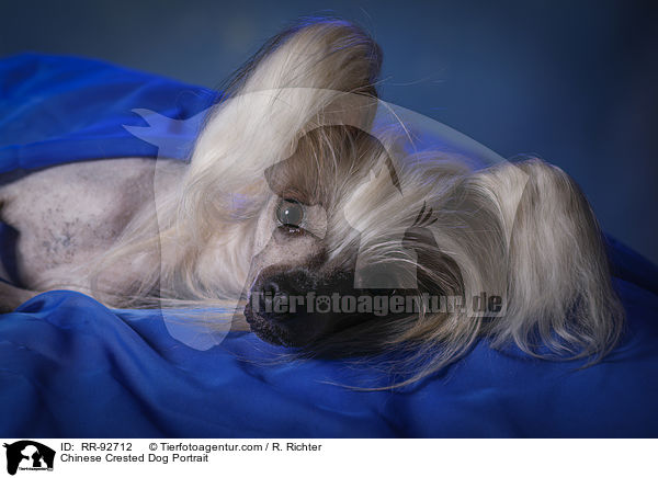 Chinese Crested Dog Portrait / Chinese Crested Dog Portrait / RR-92712